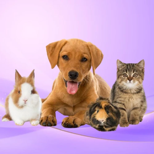 Pets